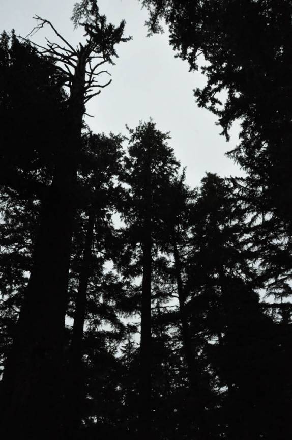 Mata do Pacific Rim Park, região de Tofino, na costa oeste de Vancouver Island, litoral da British Columbia, oeste do Canadá